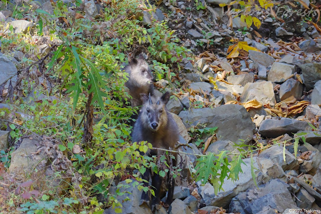 Japanese Serow