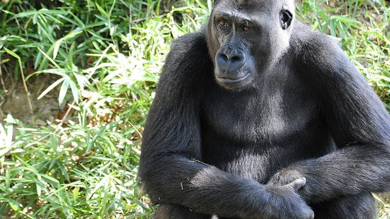 Gorilas de um zoológico dos EUA, testaram positivo para a covid-19