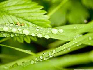 Beautiful HD Water Drops Photos