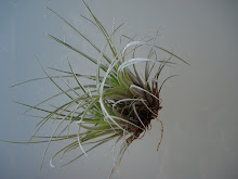 BROMELIA