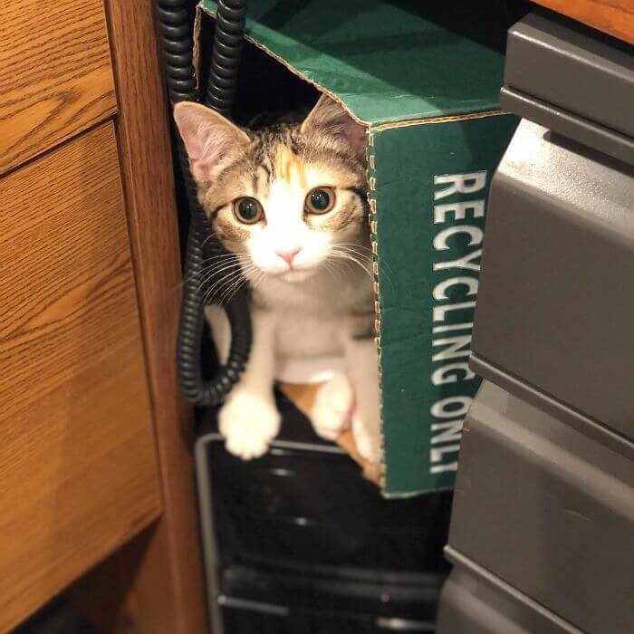 Company Adopted Two Office Kittens, Debit And Credit, To Boost Employee Morale