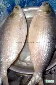 Big Hilsa Fish Image - Hilsa Fish Image Download - How to Know Hilsa Fish - Hilsa Fish Price 2023 - elish mas - NeotericIT.com - Image no 7