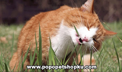 kucing makan rumput