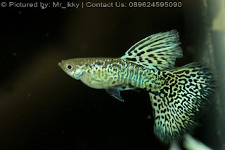 Jual Thailand Guppy Show,  Harga Thailand Guppy Show,  Toko Thailand Guppy Show,  Diskon Thailand Guppy Show,  Beli Thailand Guppy Show,  Review Thailand Guppy Show,  Promo Thailand Guppy Show,  Spesifikasi Thailand Guppy Show,  Thailand Guppy Show Murah,  Thailand Guppy Show Asli,  Thailand Guppy Show Original,  Thailand Guppy Show Jakarta,  Jenis Thailand Guppy Show,  Budidaya Thailand Guppy Show,  Peternak Thailand Guppy Show,  Cara Merawat Thailand Guppy Show,  Tips Merawat Thailand Guppy Show,  Bagaimana cara merawat Thailand Guppy Show,  Bagaimana mengobati Thailand Guppy Show,  Ciri-Ciri Hamil Thailand Guppy Show,  Kandang Thailand Guppy Show,  Ternak Thailand Guppy Show,  Makanan Thailand Guppy Show,  Thailand Guppy Show Termahal,  Adopsi Thailand Guppy Show,  Jual Cepat Thailand Guppy Show,  Thailand Guppy Show  Jakarta,  Thailand Guppy Show  Bandung,  Thailand Guppy Show  Medan,  Thailand Guppy Show  Bali,  Thailand Guppy Show  Makassar,  Thailand Guppy Show  Jambi,  Thailand Guppy Show  Pekanbaru,  Thailand Guppy Show  Palembang,  Thailand Guppy Show  Sumatera,  Thailand Guppy Show  Langsa,  Thailand Guppy Show  Lhokseumawe,  Thailand Guppy Show  Meulaboh,  Thailand Guppy Show  Sabang,  Thailand Guppy Show  Subulussalam,  Thailand Guppy Show  Denpasar,  Thailand Guppy Show  Pangkalpinang,  Thailand Guppy Show  Cilegon,  Thailand Guppy Show  Serang,  Thailand Guppy Show  Tangerang Selatan,  Thailand Guppy Show  Tangerang,  Thailand Guppy Show  Bengkulu,  Thailand Guppy Show  Gorontalo,  Thailand Guppy Show  guppy,  Thailand Guppy Show  tropical fish,  Thailand Guppy Show  aquarium fish,  Thailand Guppy Show  bubble guppies games,  Thailand Guppy Show  guppy fish,  Thailand Guppy Show  bubble guppies videos,  Thailand Guppy Show  bubble guppies episodes,  Thailand Guppy Show  bubble guppies full episodes,  Thailand Guppy Show  super guppy,  Thailand Guppy Show  bubble guppies cast,  Thailand Guppy Show  aquarium online,  Thailand Guppy Show  bubble guppies songs,  Thailand Guppy Show  tetra aquarium,  Thailand Guppy Show  guppies for sale,  Thailand Guppy Show  pregnant guppy,  Thailand Guppy Show  bubble guppies characters,  Thailand Guppy Show  bubble guppy,  Thailand Guppy Show  bubble guppies names,  Thailand Guppy Show  guppies fish,  Thailand Guppy Show  guppy breeding,  Thailand Guppy Show  breeding guppies,  Thailand Guppy Show  bubble guppie,  Thailand Guppy Show  nick jr bubble guppies,  Thailand Guppy Show  bubble guppies coloring pages,  Thailand Guppy Show  bubble guppies video,  Thailand Guppy Show  bubble guppy games,  Thailand Guppy Show  guppy aquarium,  Thailand Guppy Show  guppy care,  Thailand Guppy Show  baby guppies,  Thailand Guppy Show  design aquarium,  Thailand Guppy Show  how to breed guppies,  Thailand Guppy Show  endlers guppy,  Thailand Guppy Show  bubble guppies wiki,  Thailand Guppy Show  bubble guppies game,  Thailand Guppy Show  guppies care,  Thailand Guppy Show  guppy fry,  Thailand Guppy Show  male guppies,  Thailand Guppy Show  buble guppies,  Thailand Guppy Show  guppy fish care,  Thailand Guppy Show  female guppies,  Thailand Guppy Show  female guppy,  Thailand Guppy Show  guppy tank,  Thailand Guppy Show  types of guppies,  Thailand Guppy Show  online aquarium,  Thailand Guppy Show  guppies aquarium,  Thailand Guppy Show  pregnant guppies,  Thailand Guppy Show  guppy giving birth,  Thailand Guppy Show  what do guppies eat,  Thailand Guppy Show  guppy life span,  Thailand Guppy Show  guppy pond,  Thailand Guppy Show  guppy grass,  Thailand Guppy Show  guppies breeding,  Thailand Guppy Show  aquarium guppy,  Thailand Guppy Show  guppies giving birth,  Thailand Guppy Show  bubble guppies pictures,  Thailand Guppy Show  bubble guppies show,  Thailand Guppy Show  male guppy,  Thailand Guppy Show  guppy fish for sale,  Thailand Guppy Show  pregnant guppy fish,  Thailand Guppy Show  endler guppies,  Thailand Guppy Show  guppy babies,  Thailand Guppy Show  the bubble guppies,  Thailand Guppy Show  bubble guppies images,  Thailand Guppy Show  bubble guppies bubble puppy,  Thailand Guppy Show  guppy food,  Thailand Guppy Show  ferplast aquarium,  Thailand Guppy Show  guppy temperature,  Thailand Guppy Show  the binding isaac,  Thailand Guppy Show  guppy tail,  Thailand Guppy Show  the rebirth of isaac,  Thailand Guppy Show  the binding of isaac rebirth guppy,  Thailand Guppy Show  isaac the game,  Thailand Guppy Show  guppie fish,  Thailand Guppy Show  guppy fish breeding,  Thailand Guppy Show  guppy for sale,  Thailand Guppy Show  guppy tank mates,  Thailand Guppy Show  aquarium shop online,  Thailand Guppy Show  guppy gestation,  Thailand Guppy Show  the binding of isaac guppy,  Thailand Guppy Show  keeping guppies,  Thailand Guppy Show  guppy definition,  Thailand Guppy Show  guppy meaning,  Thailand Guppy Show  guppy breathing,  Thailand Guppy Show  fish tropical,  Thailand Guppy Show  endlers guppies,  Thailand Guppy Show  baby guppy,  Thailand Guppy Show  nickelodeon bubble guppies,  Thailand Guppy Show  guppy fish tank,  Thailand Guppy Show  guppy types,  Thailand Guppy Show  guppy fish types,  Thailand Guppy Show  guppy diseases,  Thailand Guppy Show  the binding of isaac 2,  Thailand Guppy Show  isaac the binding,  Thailand Guppy Show  wild guppies,  Thailand Guppy Show  wild guppy,  Thailand Guppy Show  fantail guppies,  Thailand Guppy Show  guppy pregnancy,  Thailand Guppy Show  lyretail guppy,  Thailand Guppy Show  pregnant guppy stages,  Thailand Guppy Show  guppy pregnant,  Thailand Guppy Show  male and female guppies,  Thailand Guppy Show  bubble guppys,  Thailand Guppy Show  guppy birth,  Thailand Guppy Show  do guppies need a heater,  Thailand Guppy Show  pictures of guppies,  Thailand Guppy Show  guppy fish life span,  Thailand Guppy Show  guppy water temperature,  Thailand Guppy Show  show guppies,  Thailand Guppy Show  black guppy,  Thailand Guppy Show  red guppy,  Thailand Guppy Show  binding isaac wiki,  Thailand Guppy Show  binding of isaac 2,  Thailand Guppy Show  moscow guppy,  Thailand Guppy Show  guppy forum,  Thailand Guppy Show  guppies online,  Thailand Guppy Show  fantail guppy,  Thailand Guppy Show  yellow guppy,  Thailand Guppy Show  snakeskin guppy,  Thailand Guppy Show  guppy fry growth chart,  Thailand Guppy Show  guppy fish food,  Thailand Guppy Show  temperature for guppies,  Thailand Guppy Show  water temperature for guppies,  Thailand Guppy Show  guppy games,  Thailand Guppy Show  black moscow guppy,  Thailand Guppy Show  full red guppy,  Thailand Guppy Show  blue moscow guppy,  Thailand Guppy Show  game isaac,  Thailand Guppy Show  male guppy fish,  Thailand Guppy Show  guppy varieties,  Thailand Guppy Show  albino guppy,  Thailand Guppy Show  guppy pregnancy stages,  Thailand Guppy Show  tequila sunrise guppy,  Thailand Guppy Show  guppy fin rot,  Thailand Guppy Show  guppy genetics,  Thailand Guppy Show  pink guppy,  Thailand Guppy Show  the guppy,  Thailand Guppy Show  highland guppy,  Thailand Guppy Show  guppy breeding tank,  Thailand Guppy Show  guppy breeds,  Thailand Guppy Show  show guppies for sale,  Thailand Guppy Show  guppies for sale uk,  Thailand Guppy Show  is my guppy pregnant,  Thailand Guppy Show  guppies having babies,  Thailand Guppy Show  guppy female,  Thailand Guppy Show  guppy fry care,  Thailand Guppy Show  do guppies need a filter,  Thailand Guppy Show  do guppies eat their babies,  Thailand Guppy Show  do guppies sleep,  Thailand Guppy Show  aquarium 40 liter,  Thailand Guppy Show  guppy game,  Thailand Guppy Show  neon guppies,  Thailand Guppy Show  neon guppy,  Thailand Guppy Show  guppy neon,  Thailand Guppy Show  isaac of binding,  Thailand Guppy Show  moscow blue guppy,  Thailand Guppy Show  guppy tail rot,  Thailand Guppy Show  isaac the rebirth,  Thailand Guppy Show  fish guppies,  Thailand Guppy Show  guppies dying,  Thailand Guppy Show  guppy species,  Thailand Guppy Show  guppy gravid spot,  Thailand Guppy Show  the of isaac,  Thailand Guppy Show  breeding guppies for beginners,  Thailand Guppy Show  guppy breeding cycle,  Thailand Guppy Show  female guppies for sale,  Thailand Guppy Show  guppies pregnant,  Thailand Guppy Show  pregnant female guppy,  Thailand Guppy Show  caring for guppies,  Thailand Guppy Show  guppies babies,  Thailand Guppy Show  guppy fry growth,  Thailand Guppy Show  guppy tank setup,  Thailand Guppy Show  guppy fish giving birth,  Thailand Guppy Show  guppy fry food,  Thailand Guppy Show  different types of guppies,  Thailand Guppy Show  types of guppy,  Thailand Guppy Show  guppy pictures,  Thailand Guppy Show  aquarium voor beginners,  Thailand Guppy Show  guppy life cycle,  Thailand Guppy Show  guppies temperature,  Thailand Guppy Show  guppy gestation period,  Thailand Guppy Show  the binding of the isaac,  Thailand Guppy Show  feeding guppies,  Thailand Guppy Show  guppi fish,  Thailand Guppy Show  guppy fish facts,  Thailand Guppy Show  guppy breeders,  Thailand Guppy Show  guppy wiki,  Thailand Guppy Show  freshwater guppies,  Thailand Guppy Show  rare guppies,  Thailand Guppy Show  raising guppies,  Thailand Guppy Show  guppy colors,  Thailand Guppy Show  guppy strains,  Thailand Guppy Show  guppy size,  Thailand Guppy Show  turquoise guppy,  Thailand Guppy Show  leopard guppy,  Thailand Guppy Show  guppy love,  Thailand Guppy Show  guppy images,  Thailand Guppy Show  guppy plant,  Thailand Guppy Show  water temp for guppies,  Thailand Guppy Show  guppy breeding setup,  Thailand Guppy Show  guppies for sale online,  Thailand Guppy Show  guppys aquarium,  Thailand Guppy Show  guppy fish pregnant,  Thailand Guppy Show  guppy care sheet,  Thailand Guppy Show  endler guppy hybrid,  Thailand Guppy Show  baby guppy fish,  Thailand Guppy Show  female guppy fish,  Thailand Guppy Show  bubble guppies nickelodeon,  Thailand Guppy Show  guppy tanks,  Thailand Guppy Show  guppies food,  Thailand Guppy Show  best food for guppies,  Thailand Guppy Show  tropical guppies,  Thailand Guppy Show  black guppy fish,  Thailand Guppy Show  black moscow guppies,  Thailand Guppy Show  gestation period for guppies,  Thailand Guppy Show  blue neon guppy,  Thailand Guppy Show  red mosaic guppy,  Thailand Guppy Show  betta and guppies,  Thailand Guppy Show  guppy fishes,  Thailand Guppy Show  fish compatible with guppies,  Thailand Guppy Show  what is a guppy fish,  Thailand Guppy Show  guppy s,  Thailand Guppy Show  guppy guppy,  Thailand Guppy Show  guppy facts,  Thailand Guppy Show  guppy behavior,  Thailand Guppy Show  green guppy,  Thailand Guppy Show  white guppy,  Thailand Guppy Show  guppy dropsy,  Thailand Guppy Show  purple guppy,  Thailand Guppy Show  bloated guppy,  Thailand Guppy Show  angelfish and guppies,  Thailand Guppy Show  fin rot guppy,  Thailand Guppy Show  guppies keep dying,  Thailand Guppy Show  mollies and guppies,  Thailand Guppy Show  stages of guppy pregnancy,  Thailand Guppy Show  south african guppies,  Thailand Guppy Show  mosaic guppy,  Thailand Guppy Show  guppy cartoon,  Thailand Guppy Show  breeding guppy,  Thailand Guppy Show  aquarium guppies,  Thailand Guppy Show  pregnant guppie,  Thailand Guppy Show  female guppy pregnant,  Thailand Guppy Show  guppy tank size,  Thailand Guppy Show  guppies tank mates,  Thailand Guppy Show  do guppies give live birth,  Thailand Guppy Show  buy guppies,  Thailand Guppy Show  food for guppies,  Thailand Guppy Show  types of guppy fish,  Thailand Guppy Show  guppy disease,  Thailand Guppy Show  tropical fish guppies,  Thailand Guppy Show  black guppies,  Thailand Guppy Show  guppy black,  Thailand Guppy Show  red guppies,  Thailand Guppy Show  red guppy fish,  Thailand Guppy Show  moscow guppies,  Thailand Guppy Show  guppies and bettas,  Thailand Guppy Show  guppy fish information,  Thailand Guppy Show  guppy fish images,  Thailand Guppy Show  all about guppies,  Thailand Guppy Show  guppy breeder,  Thailand Guppy Show  guppys online,  Thailand Guppy Show  guppy poecilia reticulata,  Thailand Guppy Show  guppy a,  Thailand Guppy Show  purple guppies,  Thailand Guppy Show  beautiful guppies,  Thailand Guppy Show  guppy pdf,  Thailand Guppy Show  guppy swimming vertically,  Thailand Guppy Show  guppy names,  Thailand Guppy Show  yellow guppies,  Thailand Guppy Show  male guppies fighting,  Thailand Guppy Show  guppies and tetras,  Thailand Guppy Show  saltwater guppies,  Thailand Guppy Show  guppies and mollies,  Thailand Guppy Show  the guppies,  Thailand Guppy Show  breeding guppies in community tank,  Thailand Guppy Show  breed guppies,  Thailand Guppy Show  live guppies for sale,  Thailand Guppy Show  guppies fish for sale,  Thailand Guppy Show  breeding guppies for profit,  Thailand Guppy Show  guppies aquarium products,  Thailand Guppy Show  taking care of guppies,  Thailand Guppy Show  guppies fish care,  Thailand Guppy Show  john endler guppies,  Thailand Guppy Show  guppy fish babies,  Thailand Guppy Show  male and female guppy,  Thailand Guppy Show  guppy fry development,  Thailand Guppy Show  guppy fry stages,  Thailand Guppy Show  guppies fish tank,  Thailand Guppy Show  guppies tank,  Thailand Guppy Show  guppy fry tank,  Thailand Guppy Show  female guppy giving birth,  Thailand Guppy Show  pregnant guppy giving birth,  Thailand Guppy Show  guppies birth,  Thailand Guppy Show  guppy give birth,  Thailand Guppy Show  guppies types,  Thailand Guppy Show  how much do guppies cost,  Thailand Guppy Show  do guppies eat algae,  Thailand Guppy Show  guppy diseases pictures,  Thailand Guppy Show  pregnant guppy pictures,  Thailand Guppy Show  pictures of guppy fish,  Thailand Guppy Show  guppy fish diseases,  Thailand Guppy Show  show guppy,  Thailand Guppy Show  guppy tropical fish,  Thailand Guppy Show  guppies tropical fish,  Thailand Guppy Show  half black guppy,  Thailand Guppy Show  neon blue guppy,  Thailand Guppy Show  guppies and neon tetras,  Thailand Guppy Show  binding of the isaac,  Thailand Guppy Show  moscow blue guppies,  Thailand Guppy Show  of isaac game,  Thailand Guppy Show  feeding guppy fry,  Thailand Guppy Show  game the binding of isaac,  Thailand Guppy Show  the binding of isaac the game,  Thailand Guppy Show  blue guppy fish,  Thailand Guppy Show  fish that can live with guppies,  Thailand Guppy Show  images of guppy fish,  Thailand Guppy Show  guppy online,  Thailand Guppy Show  albino guppies,  Thailand Guppy Show  pics of guppies,  Thailand Guppy Show  my guppies keep dying,  Thailand Guppy Show  guppy colours,  Thailand Guppy Show  guppy growth chart,  Thailand Guppy Show  golden guppy,  Thailand Guppy Show  colorful guppies,  Thailand Guppy Show  columnaris guppy,  Thailand Guppy Show  guppy diet,  Thailand Guppy Show  dragon guppy,  Thailand Guppy Show  atfg guppy,  Thailand Guppy Show  blue diamond guppy,  Thailand Guppy Show  gold guppy,  Thailand Guppy Show  guppy scientific name,  Thailand Guppy Show  guppies fighting,  Thailand Guppy Show  pingu guppy,  Thailand Guppy Show  trinidadian guppies,  Thailand Guppy Show  dropsy guppy,  Thailand Guppy Show  fat guppy,  Thailand Guppy Show  guppy guppies,  Thailand Guppy Show  guppy singapore,  Thailand Guppy Show  sunset guppy,  Thailand Guppy Show  guppy natural habitat,  Thailand Guppy Show  guppies breeding cycle,  Thailand Guppy Show  breeding tank for guppies,  Thailand Guppy Show  guppy breeding guide,  Thailand Guppy Show  guppies fish breeding,  Thailand Guppy Show  guppy breeding trap,  Thailand Guppy Show  guppy breeding tank setup,  Thailand Guppy Show  guppy sale,  Thailand Guppy Show  rare guppies for sale,  Thailand Guppy Show  endler guppies for sale,  Thailand Guppy Show  aquarium de guppy,  Thailand Guppy Show  pregnant guppy behavior,  Thailand Guppy Show  guppie care,  Thailand Guppy Show  guppy care guide,  Thailand Guppy Show  baby guppy care,  Thailand Guppy Show  guppy having babies,  Thailand Guppy Show  guppies male or female,  Thailand Guppy Show  guppies female,  Thailand Guppy Show  guppy fish female,  Thailand Guppy Show  guppies fry,  Thailand Guppy Show  raising guppy fry,  Thailand Guppy Show  guppy birth signs,  Thailand Guppy Show  guppies live birth,  Thailand Guppy Show  guppy fish pictures,  Thailand Guppy Show  guppies pictures,  Thailand Guppy Show  female guppy pictures,  Thailand Guppy Show  life cycle of a guppy,  Thailand Guppy Show  guppies water temperature,  Thailand Guppy Show  tropical fish guppy,  Thailand Guppy Show  tropical guppy,  Thailand Guppy Show  moscow black guppy,  Thailand Guppy Show  neon tetras and guppies,  Thailand Guppy Show  guppy tails,  Thailand Guppy Show  guppy feeding,  Thailand Guppy Show  bettas and guppies,  Thailand Guppy Show  guppies and betta,  Thailand Guppy Show  can guppies live with bettas,  Thailand Guppy Show  guppy fish price,  Thailand Guppy Show  guppy fish varieties,  Thailand Guppy Show  wild guppy fish,  Thailand Guppy Show  guppys fish,  Thailand Guppy Show  guppies information,  Thailand Guppy Show  free guppies,  Thailand Guppy Show  blue glass guppy,  Thailand Guppy Show  guppy d,  Thailand Guppy Show  pink guppies,  Thailand Guppy Show  guppy behaviour,  Thailand Guppy Show  common guppy,  Thailand Guppy Show  ribbon guppy,  Thailand Guppy Show  kinds of guppies,  Thailand Guppy Show  gonopodium guppy,  Thailand Guppy Show  rare guppy,  Thailand Guppy Show  guppy compatibility,  Thailand Guppy Show  pretty guppies,  Thailand Guppy Show  snakeskin guppies,  Thailand Guppy Show  guppy anatomy,  Thailand Guppy Show  green guppies,  Thailand Guppy Show  guppies in the wild,  Thailand Guppy Show  guppy growth,  Thailand Guppy Show  guppy water temp,  Thailand Guppy Show  guppy swim bladder,  Thailand Guppy Show  german yellow guppy,  Thailand Guppy Show  guppy videos,  Thailand Guppy Show  cartoon guppy,  Thailand Guppy Show  guppy not eating,  Thailand Guppy Show  exotic guppy,  Thailand Guppy Show  breeding guppys,  Thailand Guppy Show  breeding guppy fish,  Thailand Guppy Show  guppies for sale cheap,  Thailand Guppy Show  guppy breed,  Thailand Guppy Show  cheap guppies for sale,  Thailand Guppy Show  wild guppies for sale,  Thailand Guppy Show  guppys for sale,  Thailand Guppy Show  baby guppies for sale,  Thailand Guppy Show  guppy fry for sale,  Thailand Guppy Show  guppy fish aquarium,  Thailand Guppy Show  aquarium fish guppy,  Thailand Guppy Show  care for guppies,  Thailand Guppy Show  bubble guppies nick,  Thailand Guppy Show  nick bubble guppies,  Thailand Guppy Show  guppie fry,  Thailand Guppy Show  caring for guppy fry,  Thailand Guppy Show  guppy fish tanks,  Thailand Guppy Show  female guppies giving birth,  Thailand Guppy Show  where to buy guppies,  Thailand Guppy Show  fish food for guppies,  Thailand Guppy Show  pictures of pregnant guppies,  Thailand Guppy Show  albino red guppy,  Thailand Guppy Show  moscow green guppy,  Thailand Guppy Show  purple moscow guppies,  Thailand Guppy Show  isaac of rebirth,  Thailand Guppy Show  feeding baby guppies,  Thailand Guppy Show  guppy photo,  Thailand Guppy Show  game binding of isaac,  Thailand Guppy Show  a guppy fish,  Thailand Guppy Show  compatible fish with guppies,  Thailand Guppy Show  live guppies,  Thailand Guppy Show  poecilia reticulata guppy,  Thailand Guppy Show  exotic guppies,  Thailand Guppy Show  guppy price,  Thailand Guppy Show  guppy video,  Thailand Guppy Show  guppy wallpaper,  Thailand Guppy Show  white guppies,  Thailand Guppy Show  lyretail guppies,  Thailand Guppy Show  small guppies,  Thailand Guppy Show  guppy mouth,  Thailand Guppy Show  blonde guppy,  Thailand Guppy Show  peacock guppy,  Thailand Guppy Show  looking after guppies,  Thailand Guppy Show  guppy bent spine,  Thailand Guppy Show  plants for guppies,  Thailand Guppy Show  guppy predators,  Thailand Guppy Show  beautiful guppy,  Thailand Guppy Show  guppy eyes,  Thailand Guppy Show  guppy gonopodium,  Thailand Guppy Show  singapore guppy,  Thailand Guppy Show  dropsy in guppies,  Thailand Guppy Show  guppy fungus,  Thailand Guppy Show  gubbi fish,  Thailand Guppy Show  selective breeding guppies,  Thailand Guppy Show  breeding mollies and guppies,  Thailand Guppy Show  breeds of guppies,  Thailand Guppy Show  guppies sale,  Thailand Guppy Show  guppy breeding net,  Thailand Guppy Show  rare guppy breeds,  Thailand Guppy Show  guppie breeding,  Thailand Guppy Show  albino guppies for sale,  Thailand Guppy Show  blue guppies for sale,  Thailand Guppy Show  pregnant guppies for sale,  Thailand Guppy Show  guppy aquariums,  Thailand Guppy Show  aquarium a guppy,  Thailand Guppy Show  care of guppies,  Thailand Guppy Show  baby guppies care,  Thailand Guppy Show  guppy baby fish,  Thailand Guppy Show  guppy male female,  Thailand Guppy Show  male female guppies,  Thailand Guppy Show  bubble guppies on nick jr,  Thailand Guppy Show  guppy breeder tank,  Thailand Guppy Show  buy guppy fish,  Thailand Guppy Show  baby guppy food,  Thailand Guppy Show  type of guppies,  Thailand Guppy Show  do guppies need air pump,  Thailand Guppy Show  pictures of guppies fish,  Thailand Guppy Show  picture of guppies,  Thailand Guppy Show  female guppies pictures,  Thailand Guppy Show  guppy picture,  Thailand Guppy Show  guppies life span,  Thailand Guppy Show  life span of guppies,  Thailand Guppy Show  guppy life expectancy,  Thailand Guppy Show  show quality guppies,  Thailand Guppy Show  breeding show guppies,  Thailand Guppy Show  tropical guppy fish,  Thailand Guppy Show  guppy fish game,  Thailand Guppy Show  guppies gestation period,  Thailand Guppy Show  guppies gestation,  Thailand Guppy Show  fan tail guppies,  Thailand Guppy Show  fan tailed guppies,  Thailand Guppy Show  dragon tail guppy,  Thailand Guppy Show  the rebirth of isaac game,  Thailand Guppy Show  the isaac game,  Thailand Guppy Show  guppies feeding,  Thailand Guppy Show  guppy photos,  Thailand Guppy Show  about guppy fish,  Thailand Guppy Show  yellow guppy fish,  Thailand Guppy Show  guppy fish bowl,  Thailand Guppy Show  selling guppies,  Thailand Guppy Show  guppy pics,  Thailand Guppy Show  about guppies,  Thailand Guppy Show  ifga guppies,  Thailand Guppy Show  taiwan guppy,  Thailand Guppy Show  guppies price,  Thailand Guppy Show  different kinds of guppies,  Thailand Guppy Show  guppy blog,  Thailand Guppy Show  guppy plants,  Thailand Guppy Show  guppy green,  Thailand Guppy Show  tankmates for guppies,  Thailand Guppy Show  freshwater guppy,  Thailand Guppy Show  tequila sunrise guppies,  Thailand Guppy Show  endless guppy,  Thailand Guppy Show  platies and guppies,  Thailand Guppy Show  guppy parasites,  Thailand Guppy Show  guppy pet,  Thailand Guppy Show  guppy illness,  Thailand Guppy Show  pet guppies,  Thailand Guppy Show  guppy white,  Thailand Guppy Show  guppies species,  Thailand Guppy Show  hybrid guppies,  Thailand Guppy Show  breeding tanks for guppies,  Thailand Guppy Show  guppy breeding tanks,  Thailand Guppy Show  guppy care and breeding,  Thailand Guppy Show  breeding guppies for feeders,  Thailand Guppy Show  guppy fish sale,  Thailand Guppy Show  breeding guppies for sale,  Thailand Guppy Show  guppy aquarium fish,  Thailand Guppy Show  aquarium guppy fish,  Thailand Guppy Show  guppies aquariums,  Thailand Guppy Show  pregnant guppys,  Thailand Guppy Show  pregnant female guppies,  Thailand Guppy Show  raising baby guppies,  Thailand Guppy Show  guppy fry color,  Thailand Guppy Show  guppy fry size,  Thailand Guppy Show  guppy birthing process,  Thailand Guppy Show  buying guppies,  Thailand Guppy Show  buy guppy fish online,  Thailand Guppy Show  buy guppy,  Thailand Guppy Show  homemade guppy food,  Thailand Guppy Show  pictures of female guppies,  Thailand Guppy Show  pictures of baby guppies,  Thailand Guppy Show  guppies diseases,  Thailand Guppy Show  guppy diseases symptoms,  Thailand Guppy Show  life cycle of guppies,  Thailand Guppy Show  guppy shows,  Thailand Guppy Show  show guppy breeders,  Thailand Guppy Show  is a guppy a tropical fish,  Thailand Guppy Show  binding the isaac,  Thailand Guppy Show  the of isaac game,  Thailand Guppy Show  the game isaac,  Thailand Guppy Show  guppy fish photos,  Thailand Guppy Show  photos of guppies,  Thailand Guppy Show  binding isaac game,  Thailand Guppy Show  binding game,  Thailand Guppy Show  guppies fishing report,  Thailand Guppy Show  all about guppy fish,  Thailand Guppy Show  the guppy fish,  Thailand Guppy Show  how much are guppy fish,  Thailand Guppy Show  is a guppy a fish,  Thailand Guppy Show  guppy fish wiki,  Thailand Guppy Show  guppies fish bowl,  Thailand Guppy Show  cheap guppies,  Thailand Guppy Show  fresh water guppies,  Thailand Guppy Show  how to sell guppies,  Thailand Guppy Show  pond guppies,  Thailand Guppy Show  information about guppies,  Thailand Guppy Show  guppy illnesses,  Thailand Guppy Show  guppy hatchery,  Thailand Guppy Show  guppy store,  Thailand Guppy Show  guppies fin rot,  Thailand Guppy Show  common guppies,  Thailand Guppy Show  guppy prices,  Thailand Guppy Show  guppy mouth fungus,  Thailand Guppy Show  singapore guppies,  Thailand Guppy Show  guppy book,  Thailand Guppy Show  large guppy,  Thailand Guppy Show  breading guppies,  Thailand Guppy Show  malaysia guppy,  Thailand Guppy Show  aggressive guppies,  Thailand Guppy Show  guppies diet,  Thailand Guppy Show  my guppy,  Thailand Guppy Show  robert john lechmere guppy,  Thailand Guppy Show  guppy breading,  Thailand Guppy Show  guppy forums,  Thailand Guppy Show  guppies pics,  Thailand Guppy Show  guppy fin rot treatment,  Thailand Guppy Show  the re-birth,  Thailand Guppy Show  the binding rebirth,  Thailand Guppy Show  guppies aquarium supplies,  Thailand Guppy Show  aquarium mit guppys,  Thailand Guppy Show  guppys im aquarium,  Thailand Guppy Show  fry guppy,  Thailand Guppy Show  where can i buy guppies,  Thailand Guppy Show  breeding guppies for food,  Thailand Guppy Show  guppy fish picture,  Thailand Guppy Show  binding of isaac original,  Thailand Guppy Show  the isaac of binding,  Thailand Guppy Show  rebirth of isaac game,  Thailand Guppy Show  game of isaac,  Thailand Guppy Show  guppies photos,  Thailand Guppy Show  guppy fish breeders,  Thailand Guppy Show  what is guppy fish,  Thailand Guppy Show  guppy water conditions,  Thailand Guppy Show  german guppies,  Thailand Guppy Show  laser beam guppy,  Thailand Guppy Show  the binding of rebirth,  Thailand Guppy Show  the binding of isaac a,  Thailand Guppy Show  guppy rebirth, 