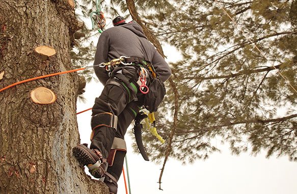 tree-removal-in-royal-oak-mi