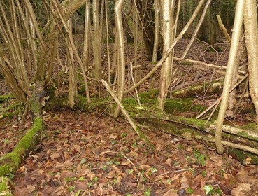 This fallen hazel stem