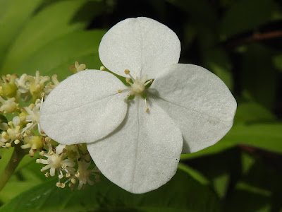 華八仙的不孕花