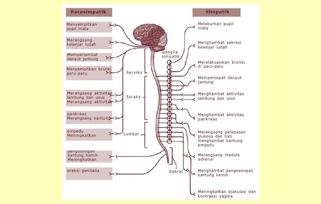 Pengertian Saraf Simpatis dan Parasimpatis, Fungsi Saraf Simpatis dan Parasimpatis
