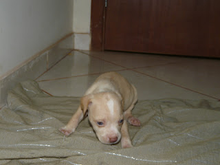 Filhote de Pitbull - Macho 2 - Branco e Champagne