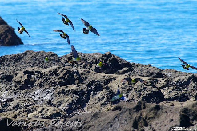 Green Pigeon in OISO