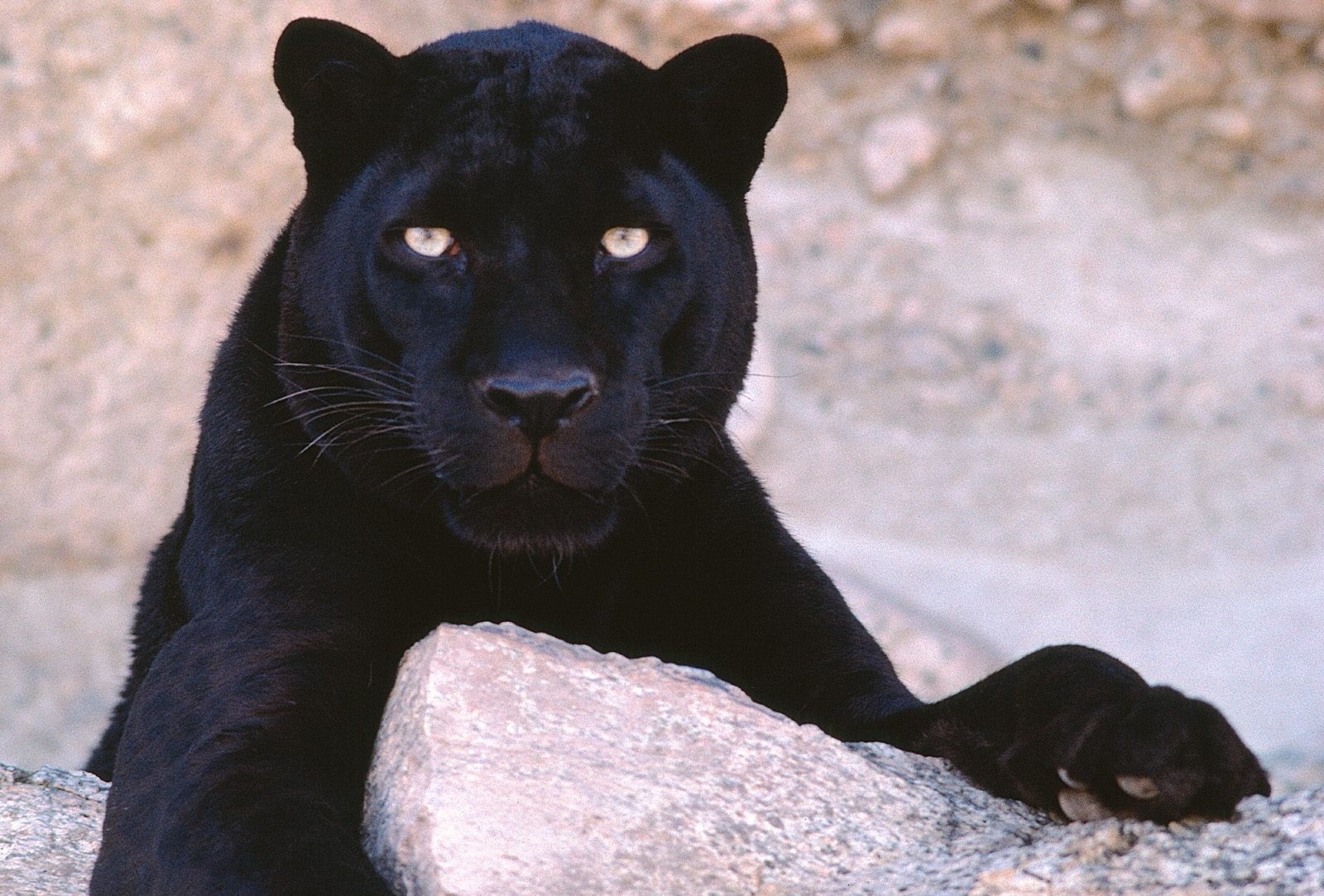 Big Black Cats Wallpapers | Animal Wallpapers | Wild Animal | Facts ...