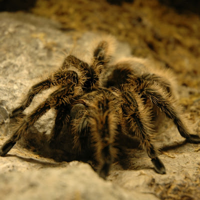 Tarantula Wallpapers