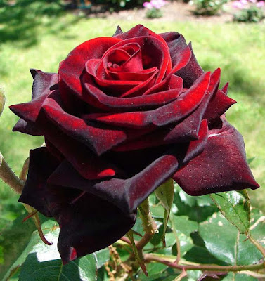 wow beautiful red rose