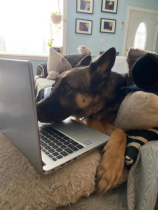 Finn looking at laptop screen