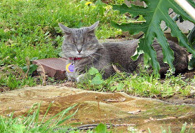 cat sleeping outside