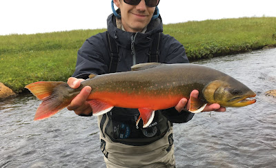 Arctic Char Iceland