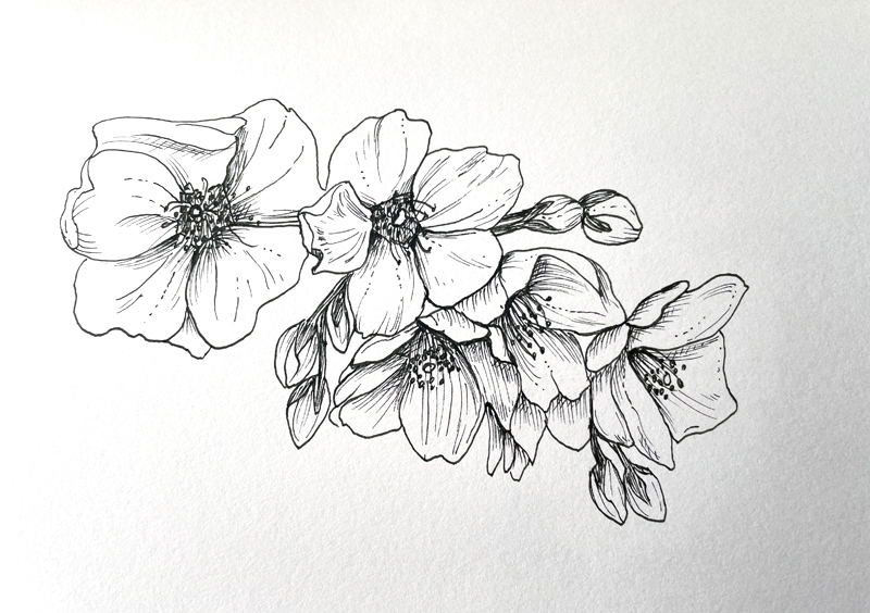 Pen and Ink Drawing of Cherry Blossoms by Ingrid Lobo