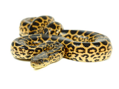 Yellow Anaconda