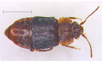 http://sciencythoughts.blogspot.co.uk/2015/03/a-new-species-of-rove-beetle-from.html