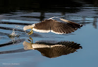 Birds In Flight Photography Cape Town with Canon EOS 7D Mark II