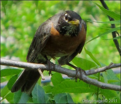 robin adult0522 (8)