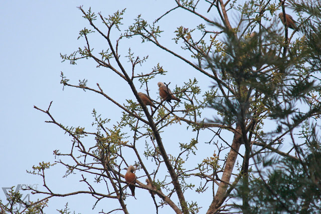 Flock of Chestnut-tailed starlings hanging out on the treetop