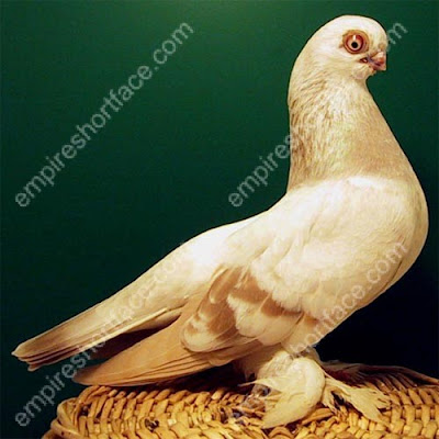 Berlin Short Faced Muffed Tumbler Pigeon