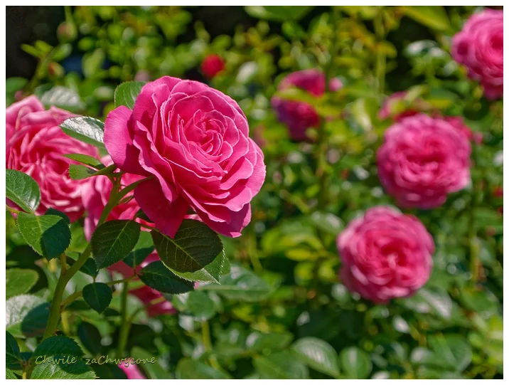 róża Gemma, rosa gemma Harkness