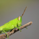 Grasshopper climbing sticks