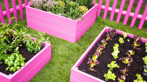 Backyard garden with raised boxes growing vegetables