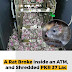 A Rat Broke inside an ATM and shredded PKR 37 Lac