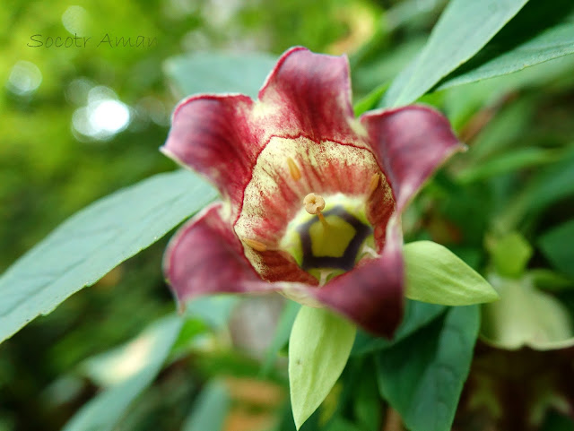 Codonopsis lanceolata