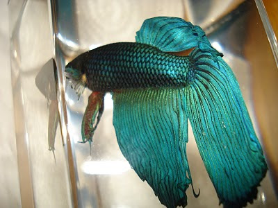 betta