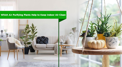 Air Purifying Plants Help to Keep Indoor Air Clean