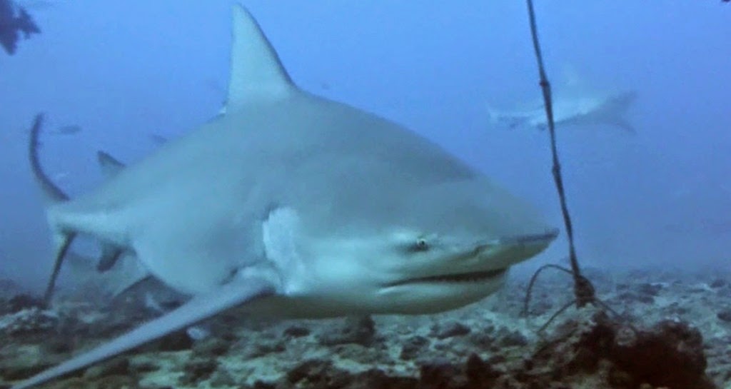 dive8
