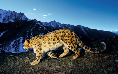 Mac OS X Snow Leopard Wallpaper