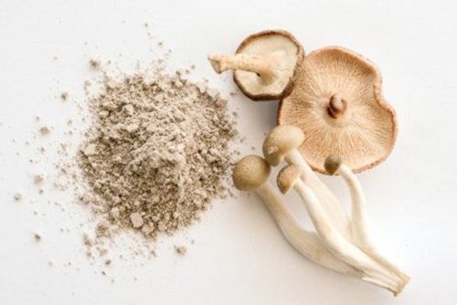 Mushroom Cultivation Training In Vellore | Mushroom Training In Vellore | Mushroom Farm Business in Vellore