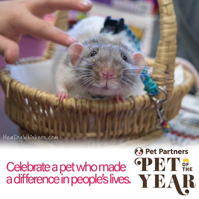 Vincent the therapy rat visits with a child for the Reading Rats Read With Me program