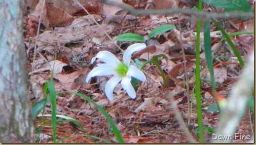 Pee Dee NWR_091