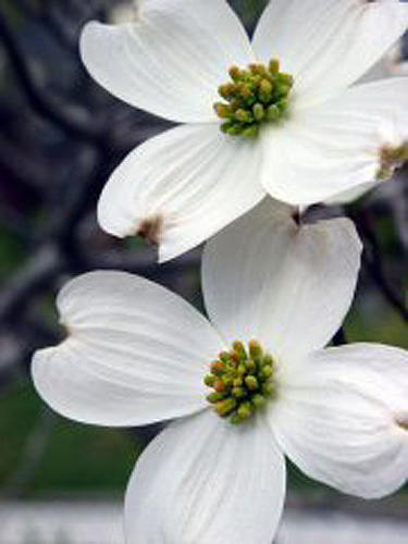 dogwood  pictures