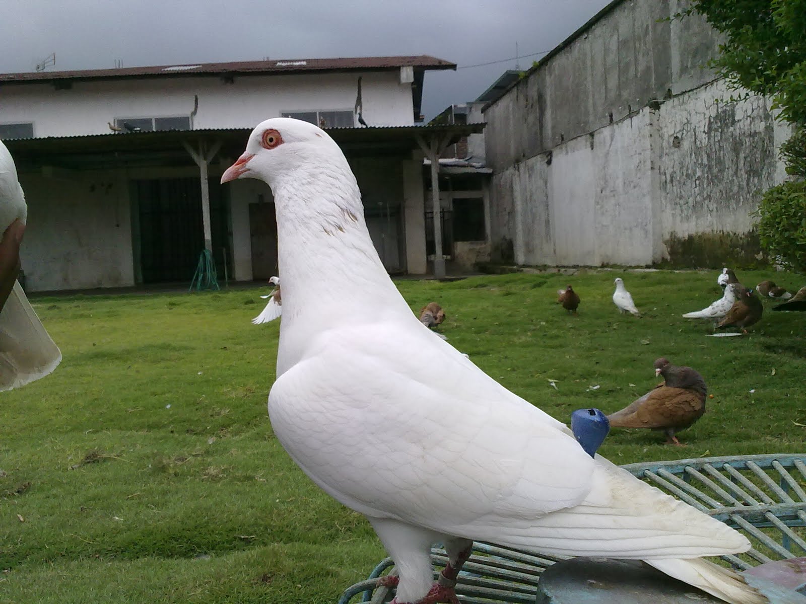 Wallpaper Burung Merpati Aduan Wallpaper Burung Merpati Aduan
