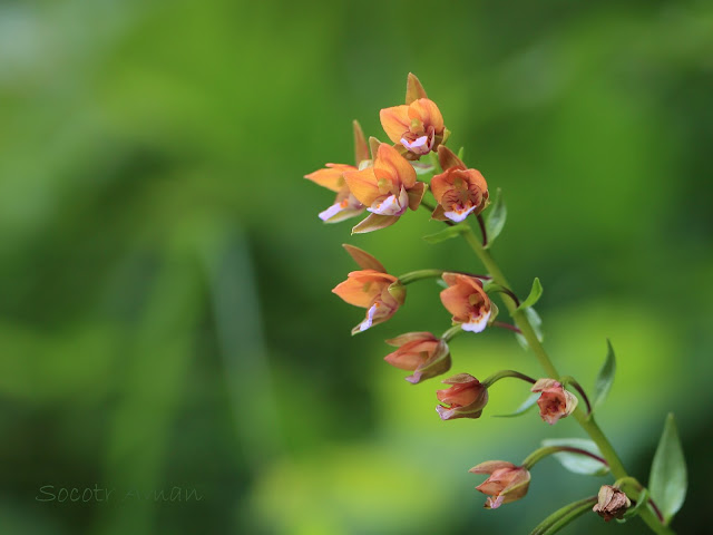 Epipactis thunbergii