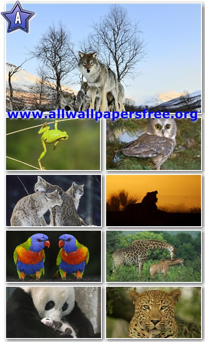 40 Amazing Animals Wallpapers Full HD 1080p [Set 4]