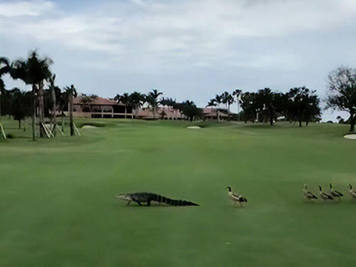 Angry Ducks Chased Down An Alligator Interrupting A Golf Game
