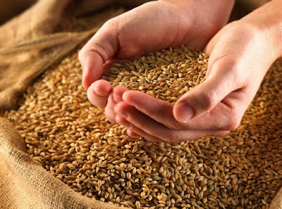 Wheat Germ