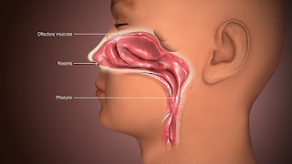 https://commons.wikimedia.org/wiki/File:3D_Medical_Animation_Nose_Top_section.jpg