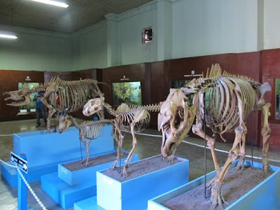 museum zoologi bogor