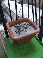 Oregano covered in snow; photo by Val Phoenix