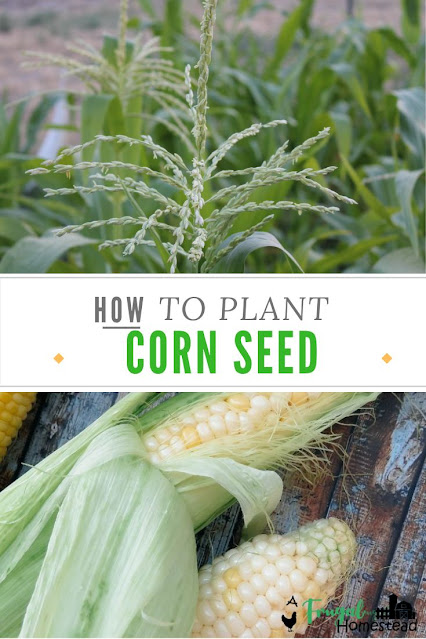 Learn  how to plant corn seeds and when to harvest for the best corn.