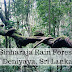 Sinharaja Rain Forest (UNESCO World Heritage Site) | Deniyaya, Sri Lanka